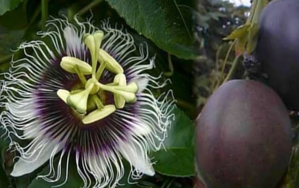 Passiflora Edulis Possum Purple Edible Purple Passion Fruit Plant Passion Flower Vines 2408