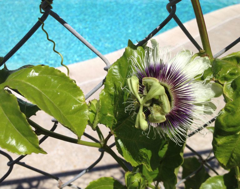 Passiflora Edulis Frederick Edible Purple Passion Fruit Plant Passion Flower Vines 9020